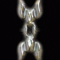 Art Morph GIF by Aleksey Efremov