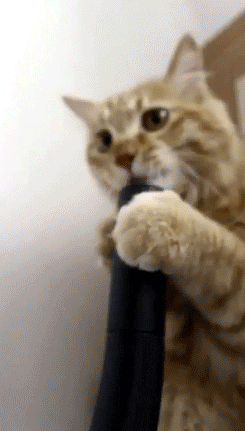 cats vacuums GIF