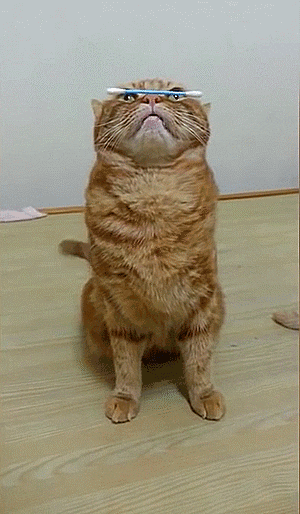 cat wait GIF