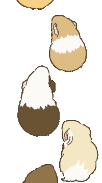 Licht Guineapig Sticker
