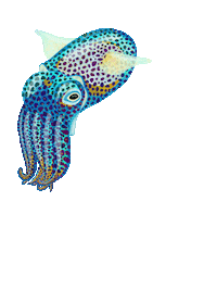 owlandbearstudio hawaii diving octopus squid Sticker
