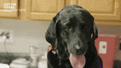 National Geographic Reaction GIF by Nat Geo Wild