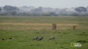 nat geo wild brb GIF by Savage Kingdom