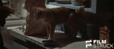 robert altman cat GIF by FilmStruck