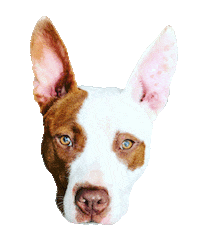 Pitbull Pocket Pit Sticker by Red Beard
