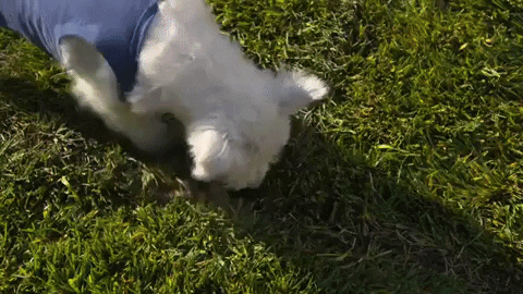 GIF by Southern Nevada Water Authority