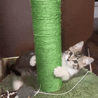 Cat Kitten GIF
