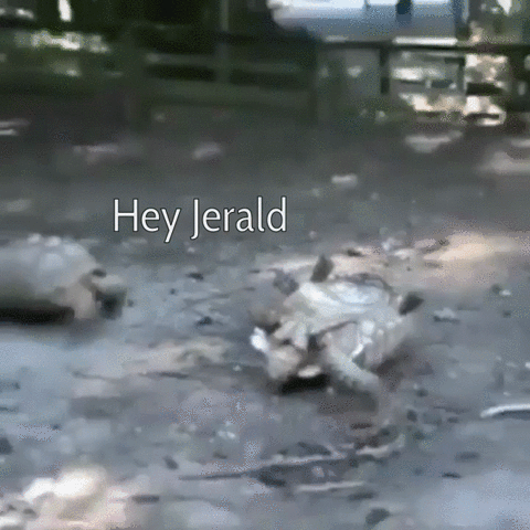 oc giphycutecrawls miracle GIF