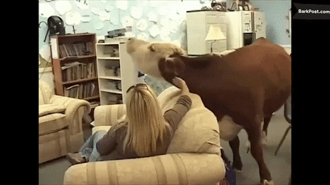 cows lots GIF