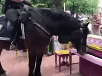 Police Horse Shows Talent at Piano