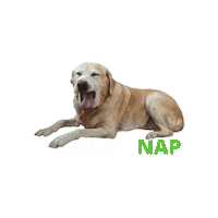 Sleepy Golden Retriever Sticker by DevriX