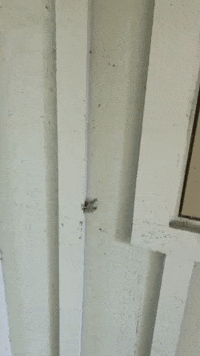 riveredgenaturecenter nature frog climbing climb GIF