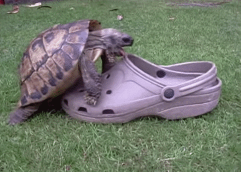tortoise croc GIF