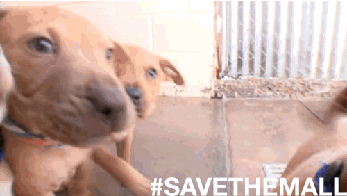 Excited Puppy GIF by Best Friends Animal Society