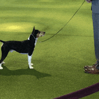 westminster dog show dogs GIF by Westminster Kennel Club