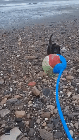 Stormy Weather Makes for 'Boomerang Fetch' on Scottish Beach