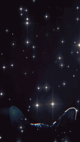 Cat Fireworks GIF
