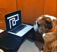 dog prank GIF