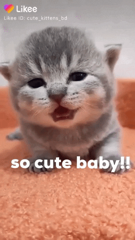 So-cute-aw GIFs - Get the best GIF on GIPHY
