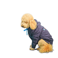 PetsBest dog puppy pet doodle Sticker