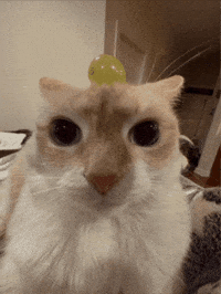 Cat Meow GIF