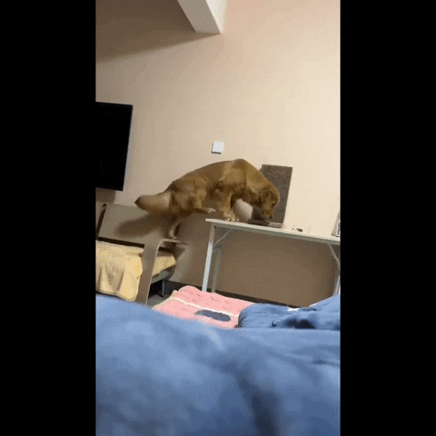 cuteanimalland giphyupload GIF