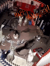 Subocaj GIF