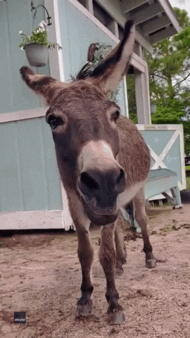 Wildlife gif. Closeup of a donkey panting with nostrils flared and lips quivering as it stands in a dirt yard.