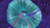 wtf are these GIF by Digg
