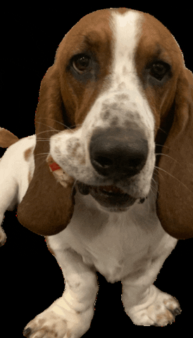 magicplustravel giphygifmaker giphygifmakermobile basset hound bassethound GIF