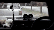 GIF by saysdotcom