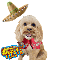 Cinco De Mayo Mexico Sticker by Pimp Yo Pets