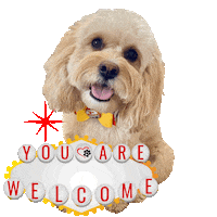 Cute Dog Youre Welcome Sticker by Pimp Yo Pets