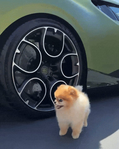 Pomeranian Happy Dog GIF