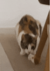 Cute Cat Nu GIF