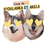 Pawsitivepetambassadeur Sticker by Pawsitive pet