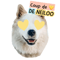 Pawsitivepetambassadeur Sticker by Pawsitive pet