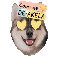 Pawsitivepetambassadeur Sticker by Pawsitive pet