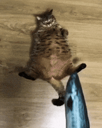Cragsand happy cat fish playing GIF