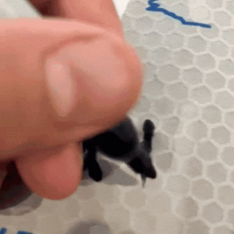 hopelessoptimist giphyupload GIF