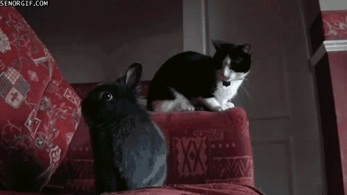 GIF by Cheezburger