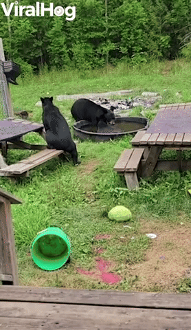 Wild Bears Cool Off in Backyard Pool