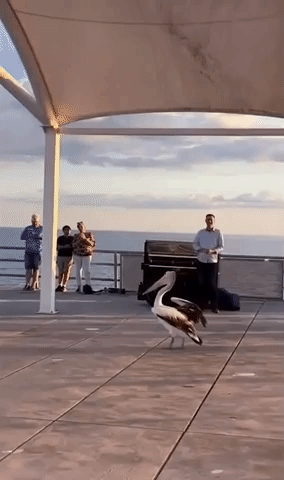 Pelican Dances While Piano Play