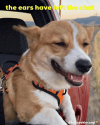 Mood Wind GIF