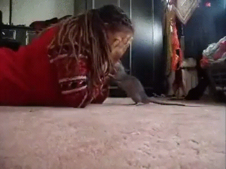 rats GIF