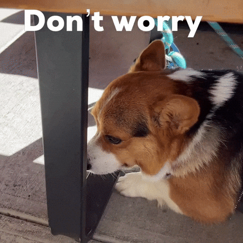 Dog Corgi GIF