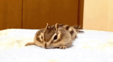 jefffa-fa chipmunk chipmunks chipmunk cheeks GIF