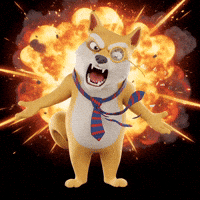 Shiba Inu What GIF by Doge Pound