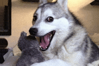 Dog GIF by jOnNy'S wOrLd