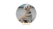 Happy Dog Sticker by cbsluckydog
